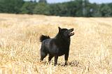 SCHIPPERKE 073